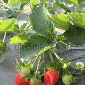 Alternative view of Black Agricultural Shade Film Strawberry